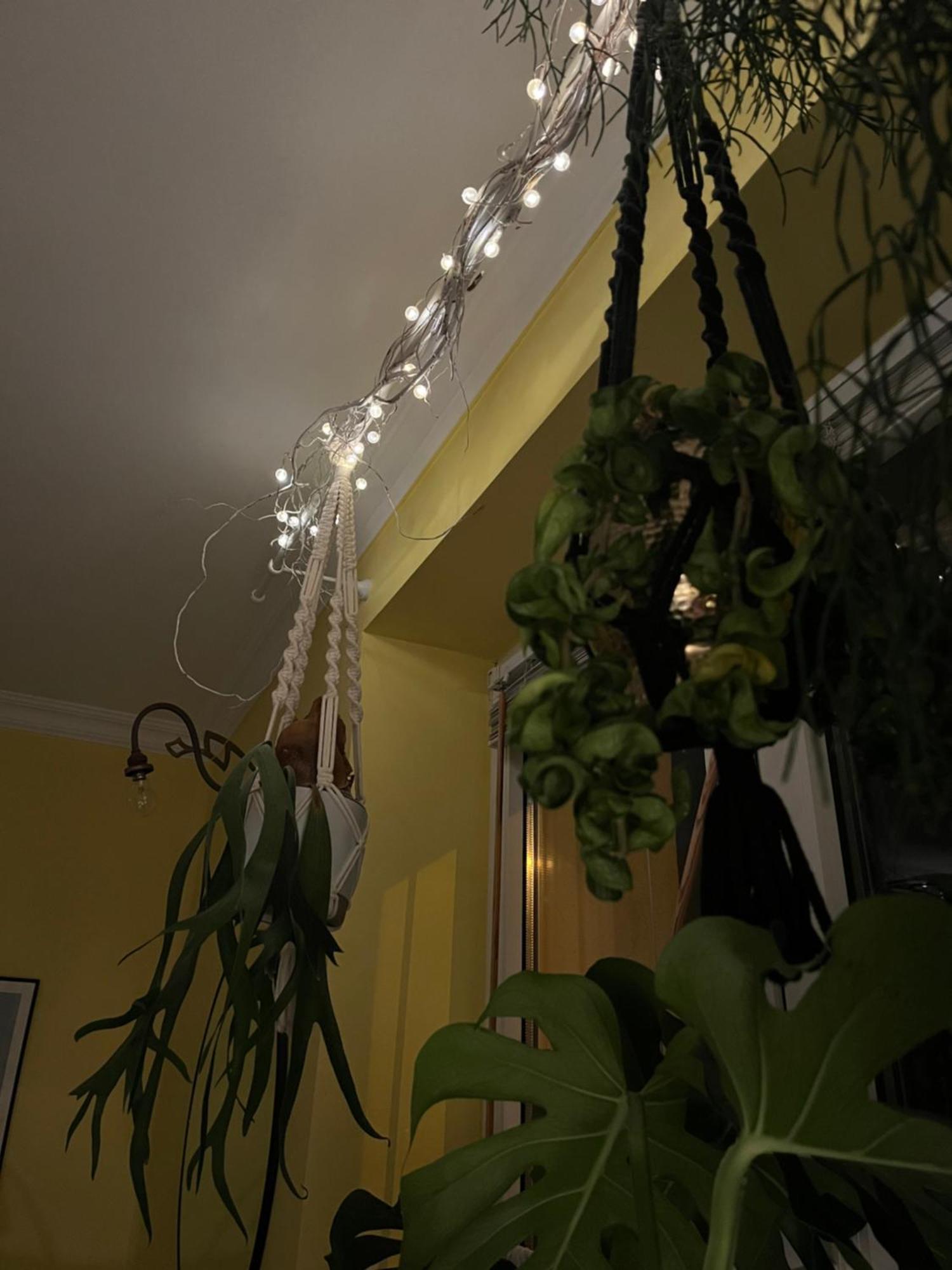Apartment Greenthumb Praska