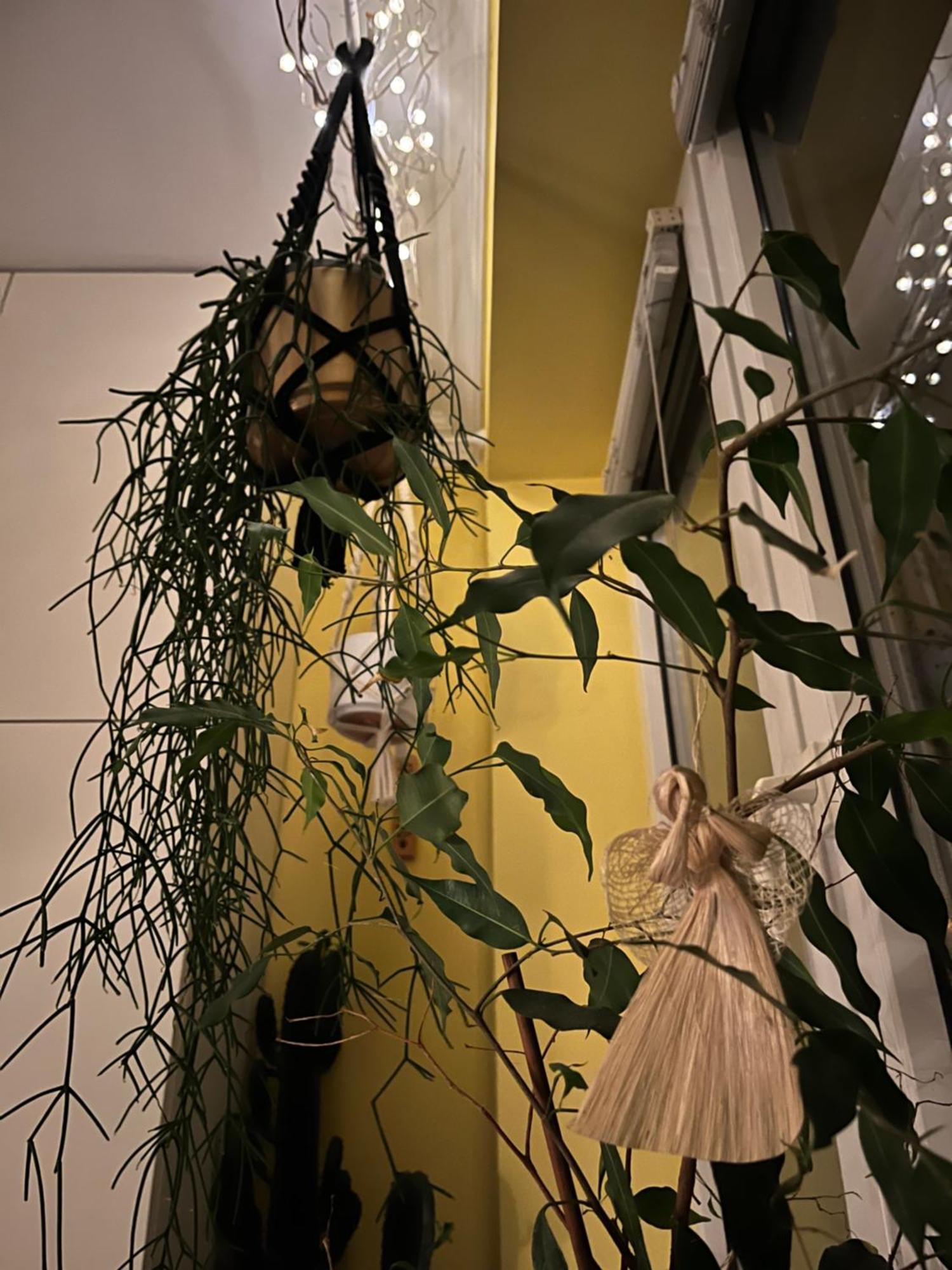 Apartment Greenthumb Praska *