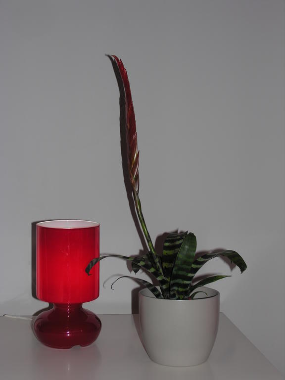 Apartament Amaryllis