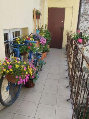 Miodowa Apartamento *
