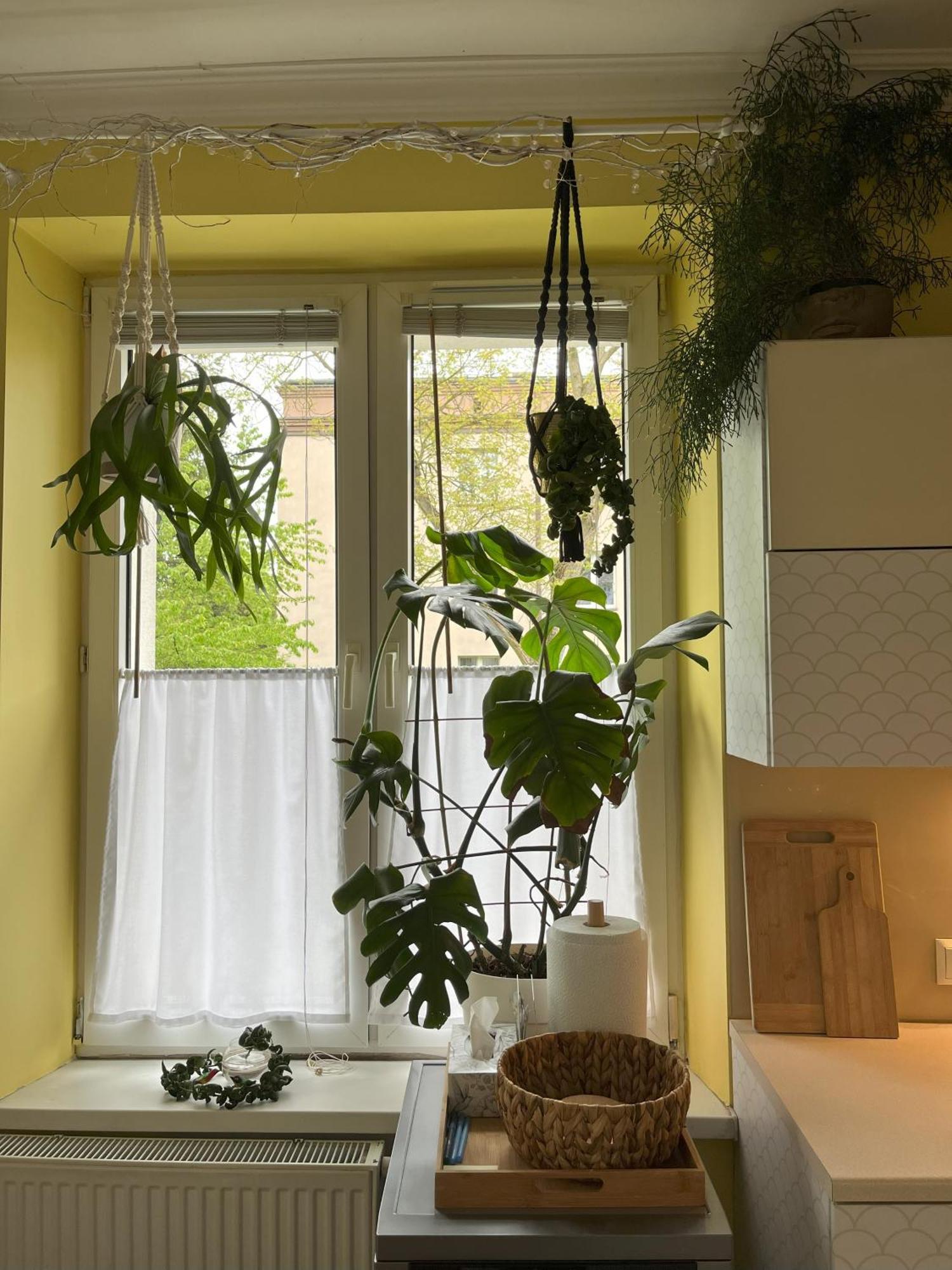 Greenthumb Praska Apartment