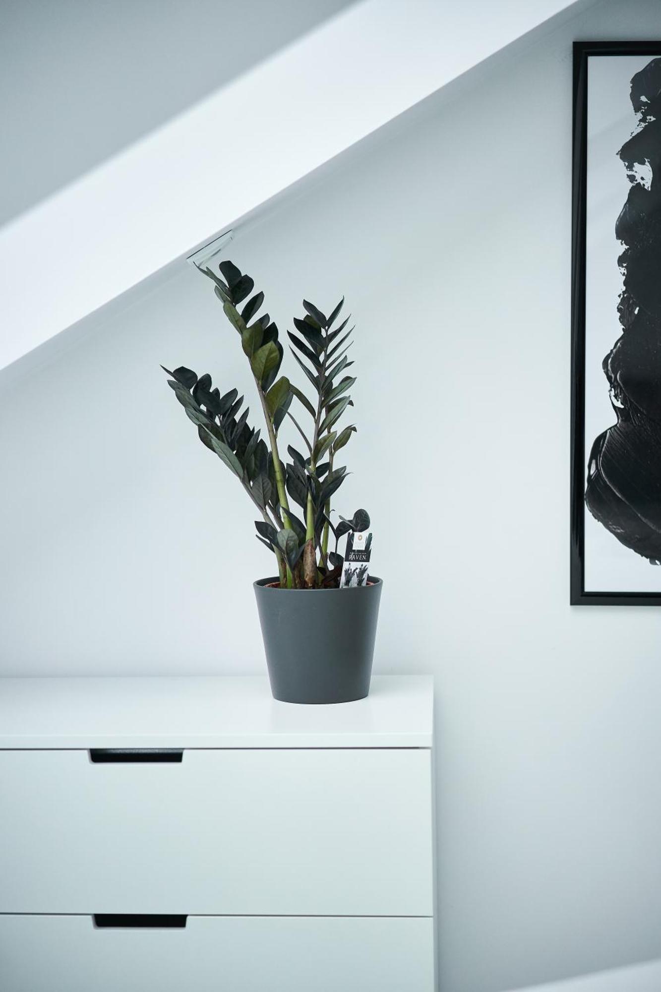 Apartament Unique Design Loft In Middle Of Centre Of Old Town With Netflix