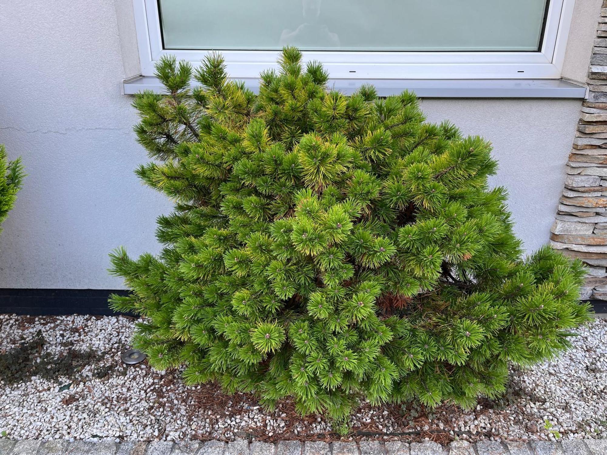Dom Z Ogrodem W Krakowie Willa *