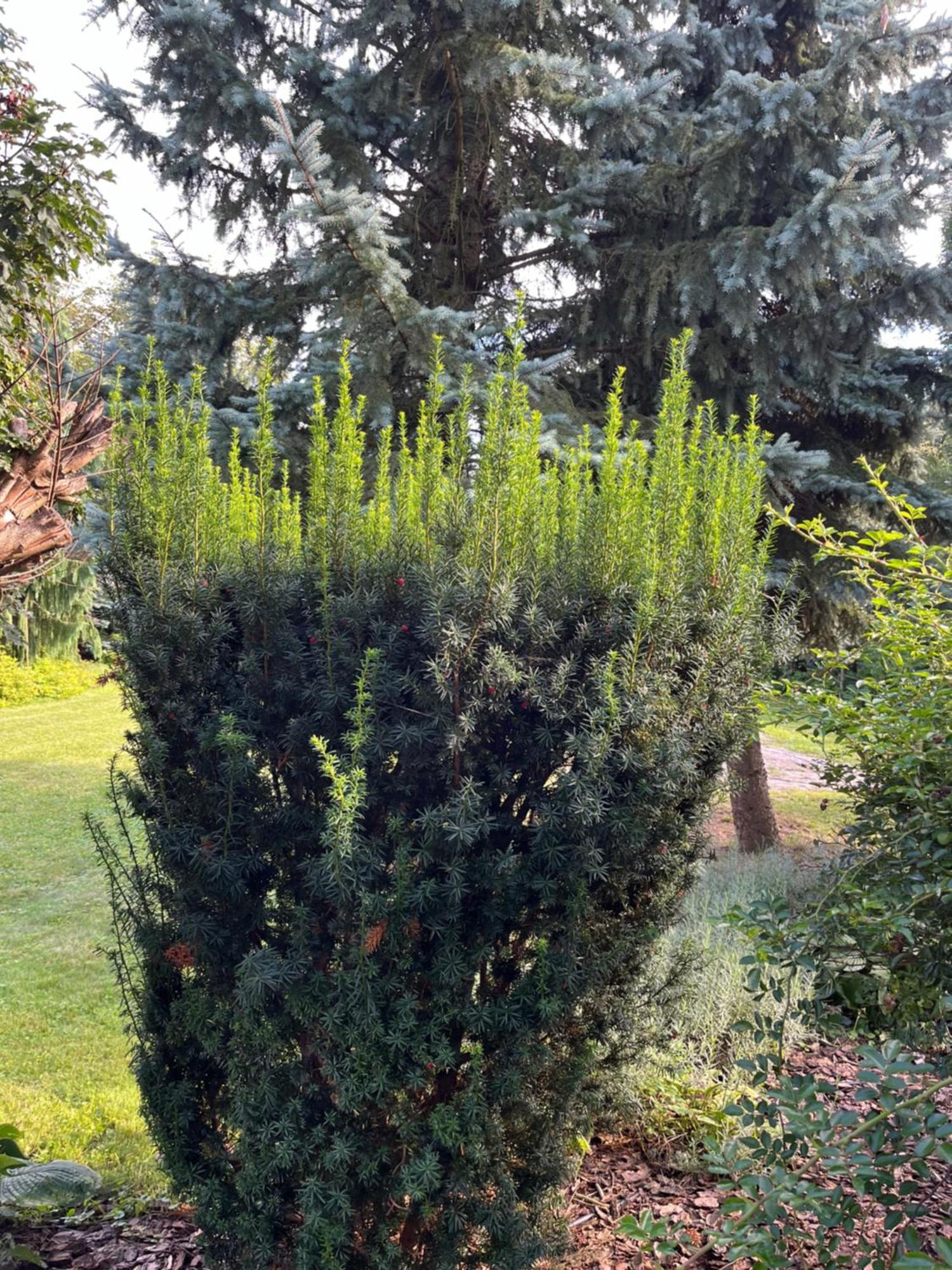 Dom Z Ogrodem W Krakowie Villa Krakau