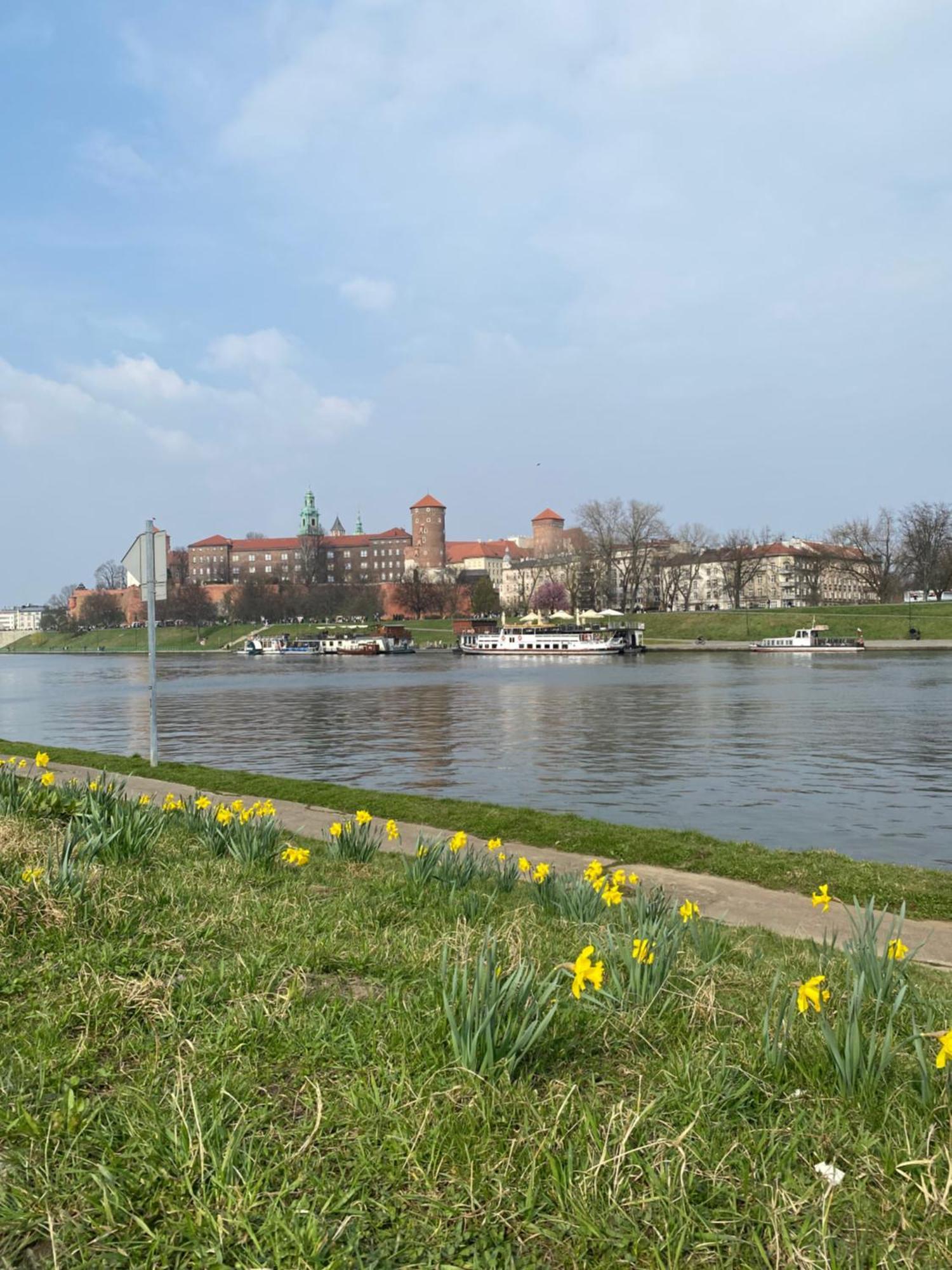 Mimosa * Krakow