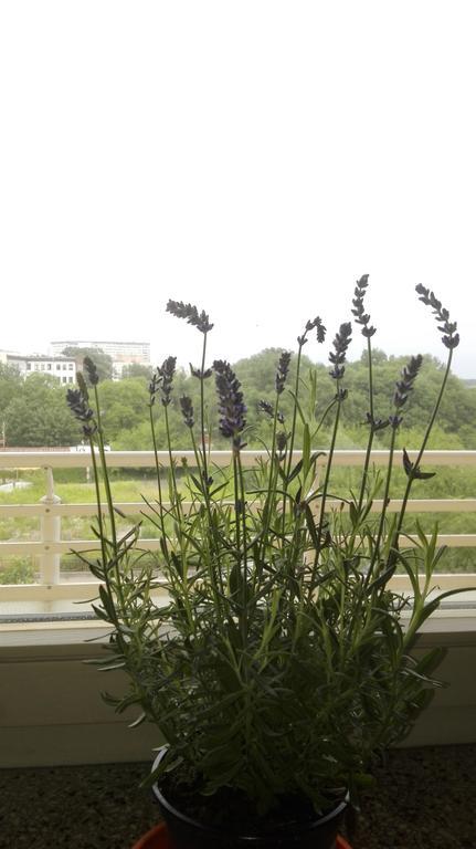 Greenapartament Krakau
