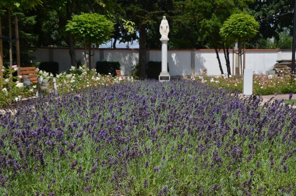 Hotel Domus Mater