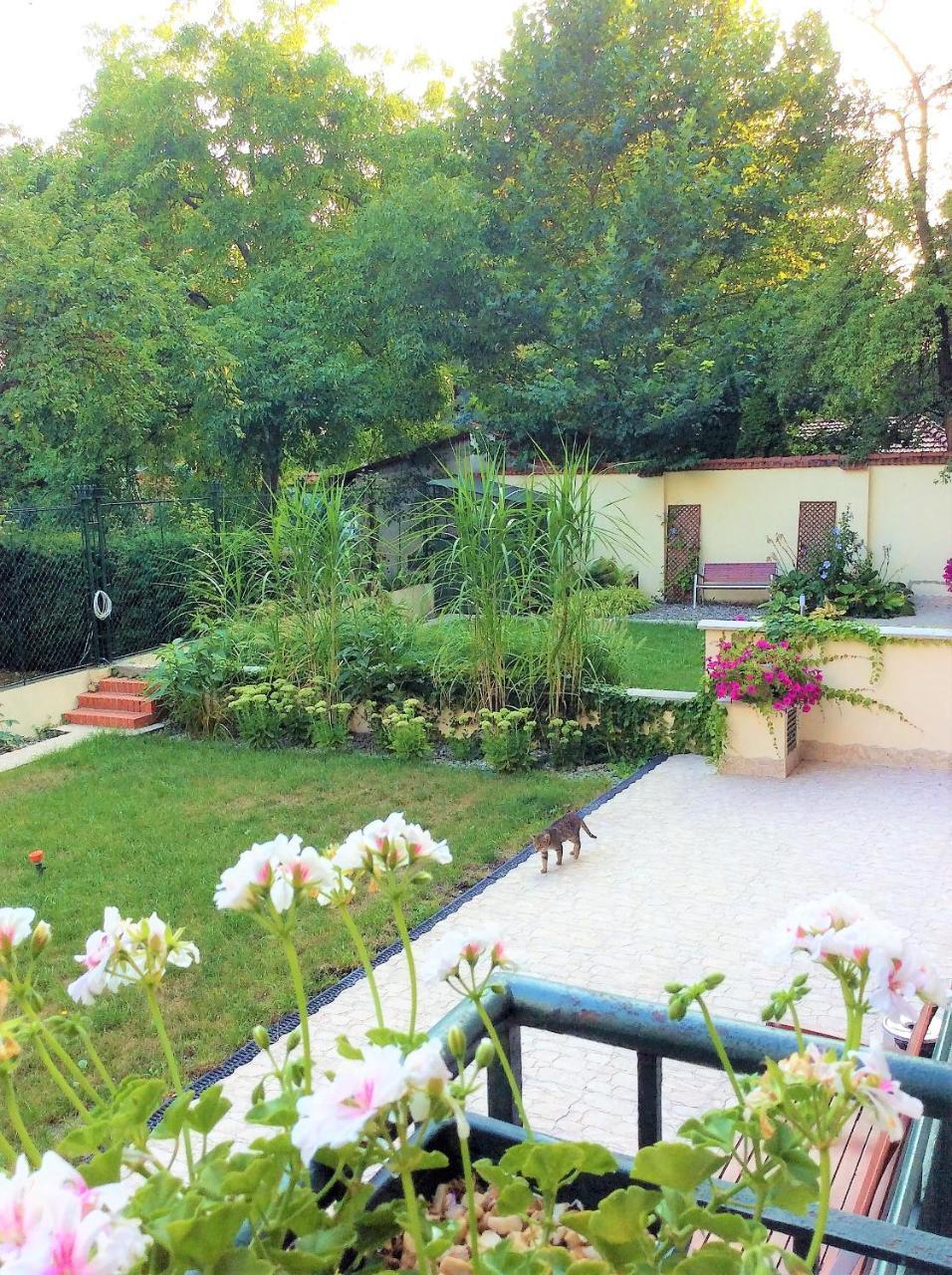 Amaryllis Kraków