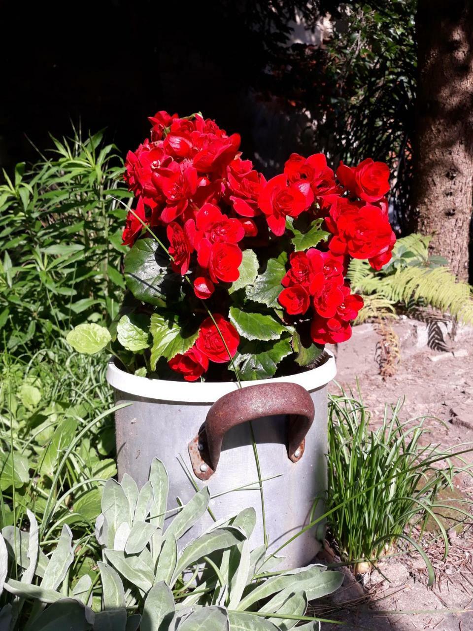 Apartament Krakowski