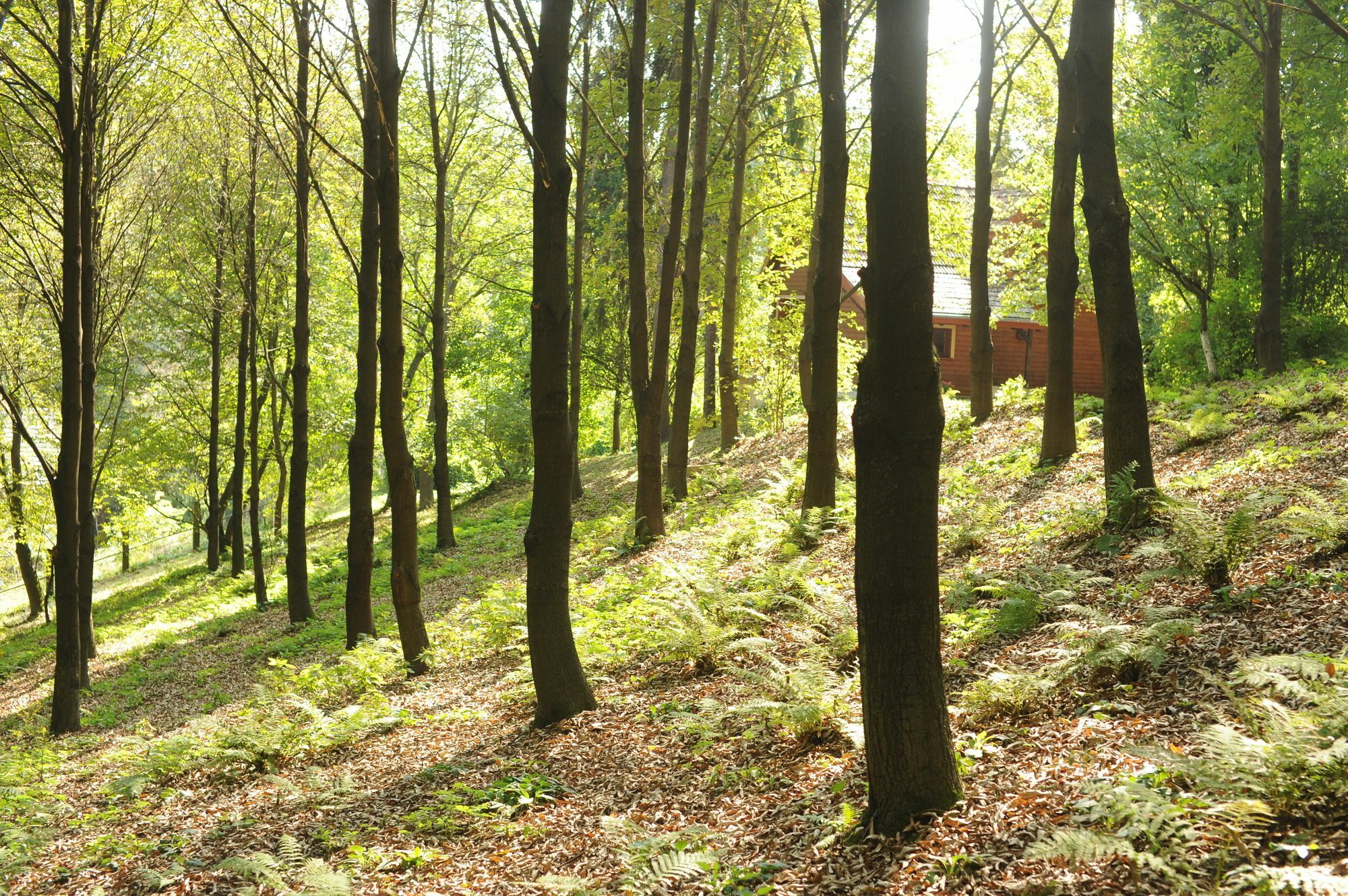 Ekosamotnia Krakau